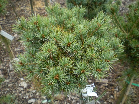 Pinus Parviflora Karen Fw #7(1)