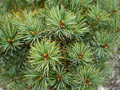 Pinus Parviflora Karen Fw #7(detail)