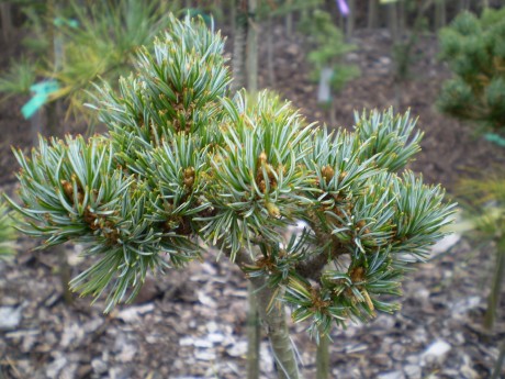 Pinus Parviflora Regen Hold(1)