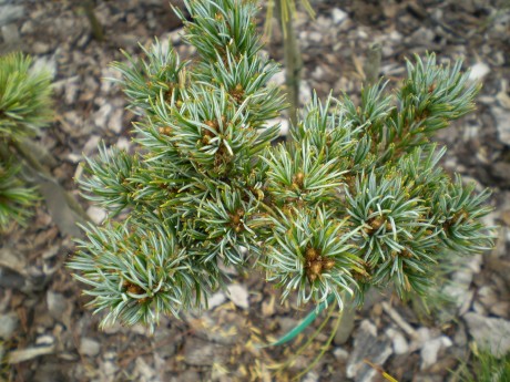 Pinus Parviflora Regen Hold(detail)