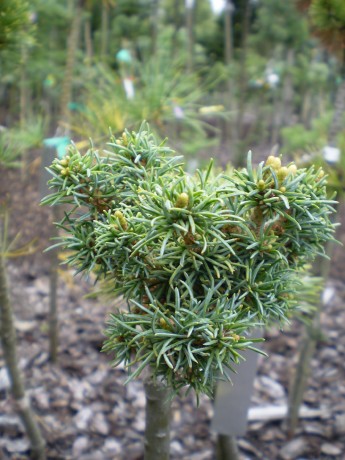 Pinus Parviflora Richard Lee(1)
