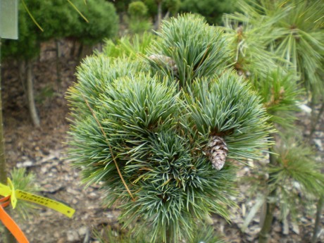 Pinus Peuce Daniel(1)