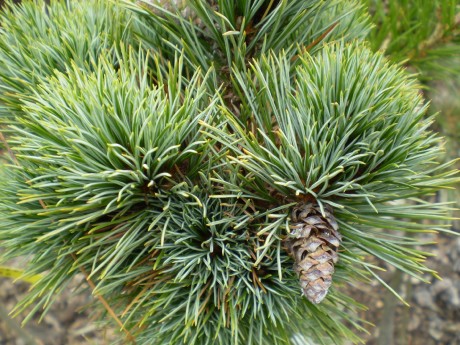 Pinus Peuce Daniel(detail)