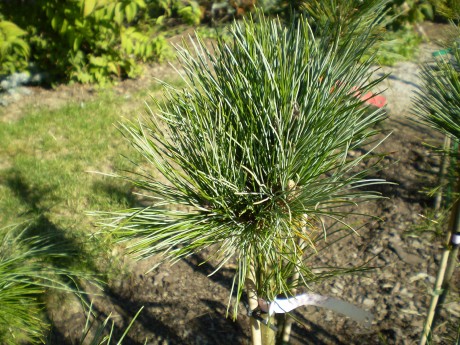 Pinus Peuce Mini(1)