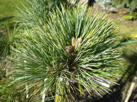 Pinus Peuce Mini(detail)