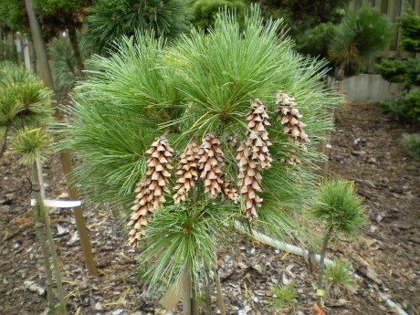 Pinus Strobus Pendula WB(1)