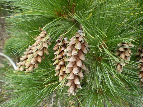 Pinus Strobus Pendula WB(detail)