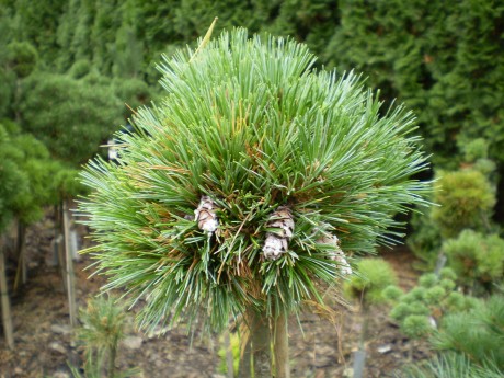 Pinus Strobus Pražská zahrada(1)