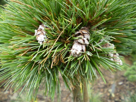 Pinus Strobus Pražská zahrada(detail)
