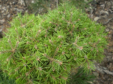 Pinus Sylvestris Pepino(1)