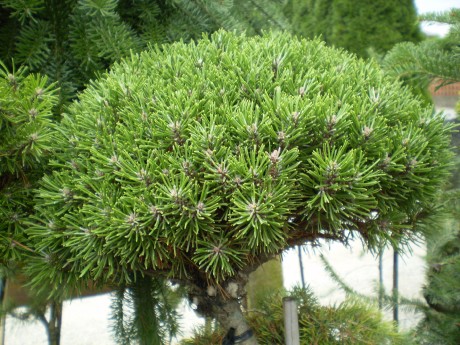 Pinus Uncinata Ježek(1)