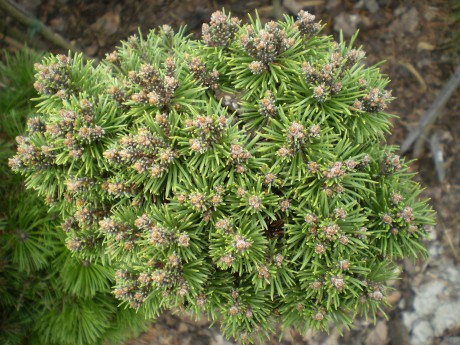 Pinus Uncinata Pixi(1)