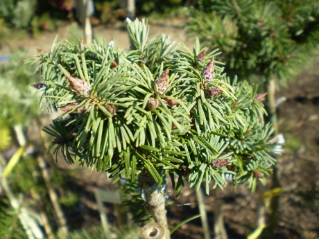 Pseudotsuga Menziesii Esteöckmnann(detail)