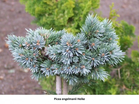 Picea engelmannii Heike.jpg