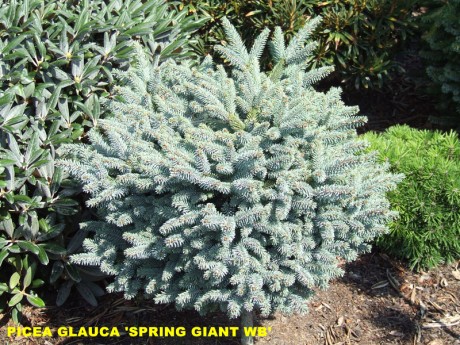 Picea glauca Spring Giant WB.jpg