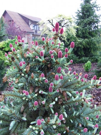 home and garden