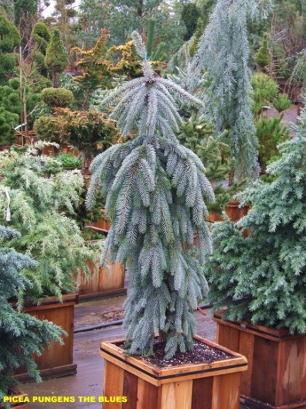 Picea pungens The Blues.jpg