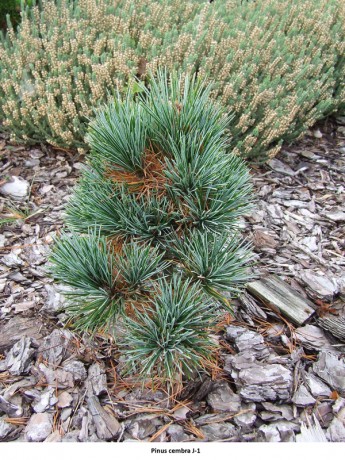 Pinus cembra J-1.jpg