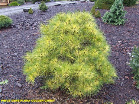Pinus densiflora Golden Ghost.jpg