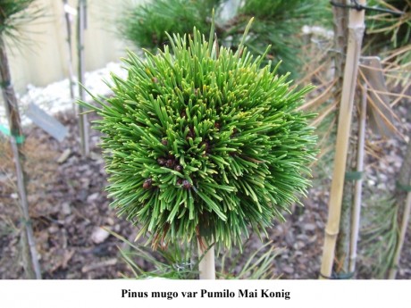Pinus mugo var pumilo Mai Konig.jpg
