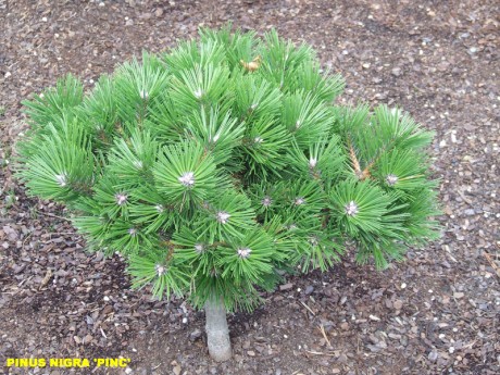 Pinus nigra Pinc.jpg