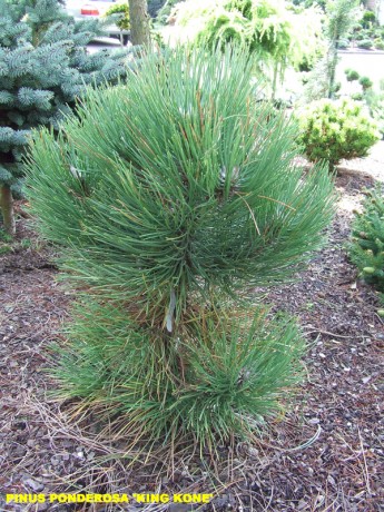 Pinus ponderosa King Kone.jpg