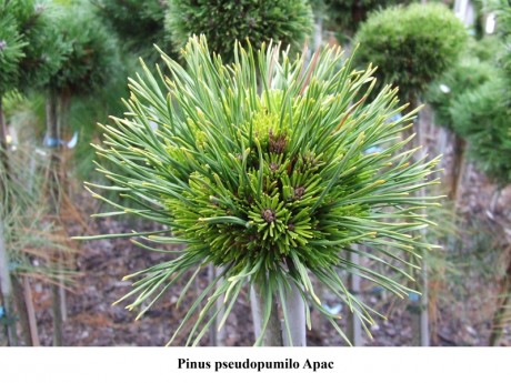 Pinus pseudopumila Apac.jpg