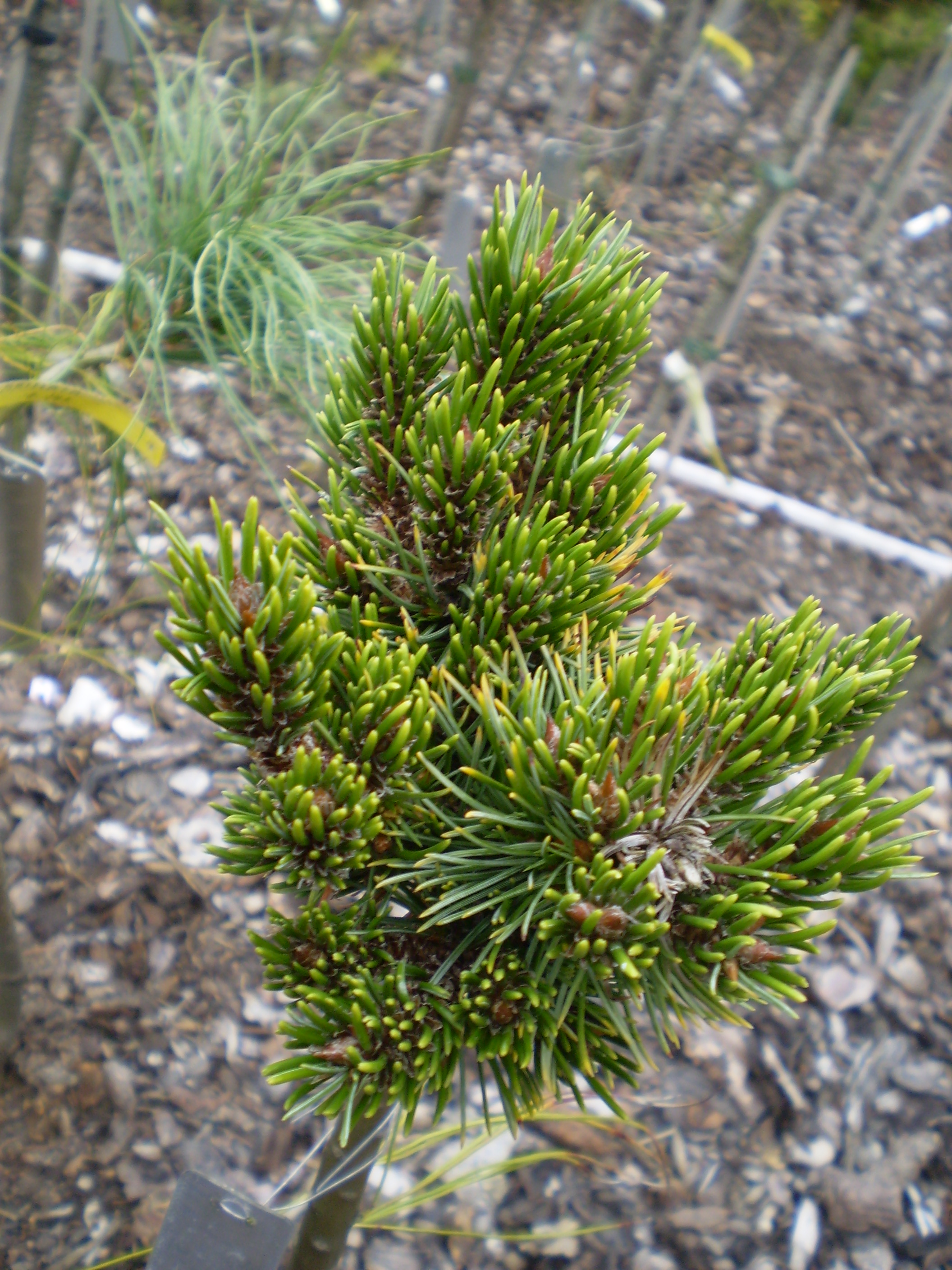 Pinus Aristata Betwix(1)
